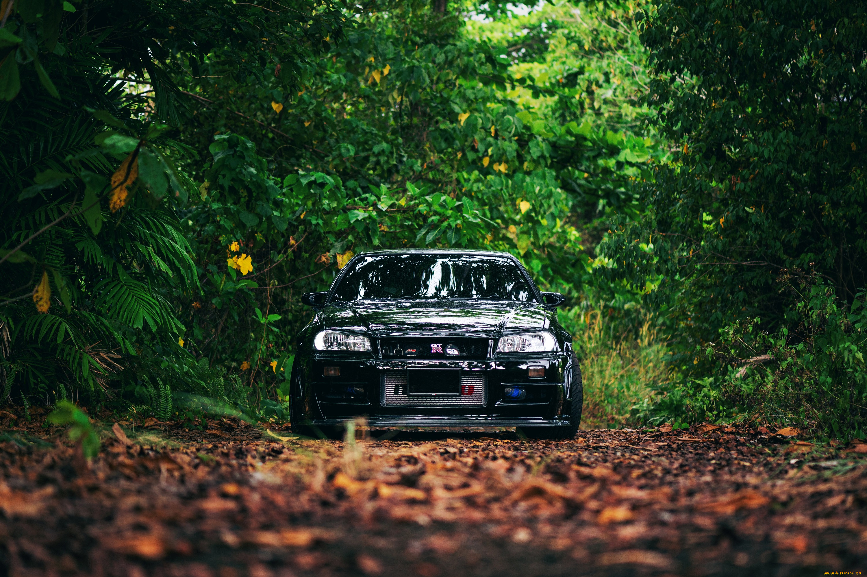 , nissan, datsun, black, skyline, r34, trees, leaves